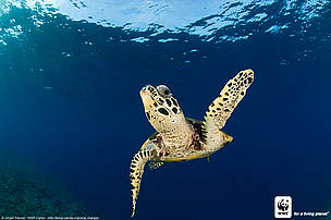 Hawksbill turtle (Eretmochelys imbricata), New Britain, Papua New Guinea, Coral Triangle