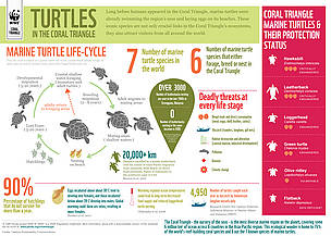 Infographic: Marine turtles in the Coral Triangle.
/ ©: WWF / ©: WWF