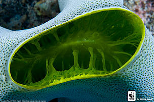 Ascidiacea (commonly known as the ascidians or sea squirts), New Britain, Papua New Guinea, Coral Triangle