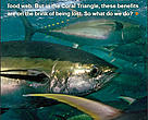 CTNI tuna factsheet cover