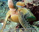 CTNI turtle factsheet cover