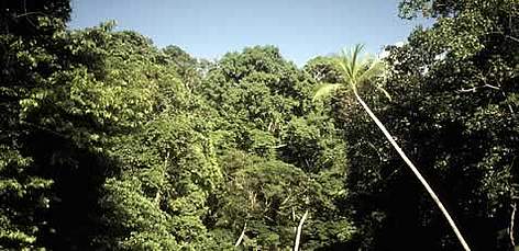 Corcovado National Park, Costa Rica. / ©: WWF-Canon / James W. THORSELL rel=
