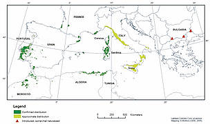 Cork forests around the Mediterranean - click to enlarge. / ©: H Bohbot (CEFE 2005) / ©: H Bohbot (CEFE 2005)