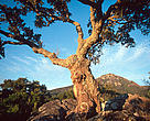 Cork oak tree high in the mountains near Alcala de los Gazules, Andalucia, Spain.