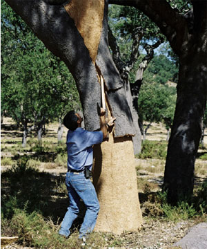 Portugal’s cork oak forests serve as home to endangered species like the Iberian lynx and imperial eagle. - © TANYA PETERSON / WWF-CANON