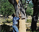 Portugal’s cork oak forests serve as home to endangered species like the Iberian lynx and imperial eagle.