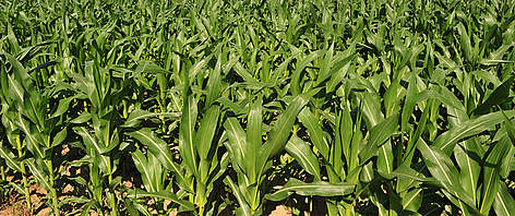Corn (Zea mays) growing in southern Ontario, Canada. / ©: Frank Parhizgar / WWF-Canada rel=
