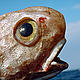 Roundn Grenadier Skolest (Coryphaenoides rupestris) © MAR-ECO/Øystein Paulsen, IMR