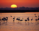 A group of Greater flamingos (<i>Phoenicopterus ruber</i>) in a marsh, at sunset, Coto Doñana National Park, Andalucia, Spain.