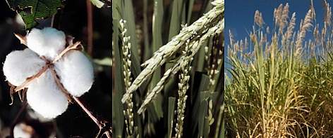Cotton, rice and sugar cane are amongst the thirstiest crops causing deforestation, water shortages ... / ©: © WWF-Canon / Mauri RAUTKARI / Vin J. TOLEDO / Martin HARVEY rel=