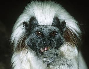Found only in northwestern Colombia, the cotton-top tamarin is one of the country's most endangered ... / ©: Martin HARVEY / WWF-Canon / ©: Martin HARVEY / WWF-Canon