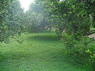 Plantaciones de cítricos están usando cultivos de cobertura para reducir su dependencia en ... / &copy;: WWF CARO