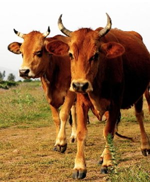 Cows in Algeria. / ©: Michel Gunther / WWF-Canon / ©: Michel Gunther / WWF-Canon
