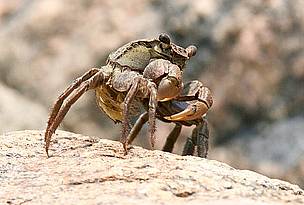 A fiddler crab along the shore of the Yellow Sea in Korea. / ©: istockphoto / lionBeat / ©: istockphoto / lionBeat