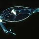 Cranchid Squid © MAR-ECO / Marsh Youngbluth
