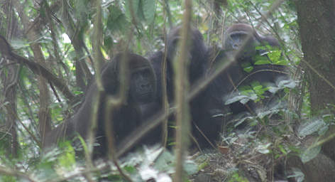 Cross River gorillas are very wary of humans, and this picture is one of very few ever taken of ... / ©: Jacqui Sunderland Groves rel=