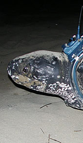 The leatherback turtle named Cristina. Click to view an enlarged picture / &copy;: WWF-Canon / Carlos Drews
