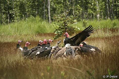 A group of critically endangered red-headed and white-rumped vultures at a vulture restaurant in ... / ©: JP Delpal / ©: JP Delpal