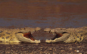  / &copy;: WWF / Martina Harvey