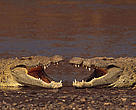 Crocodylus niloticus, Madagascar