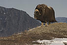 Muskoxen. Kangerlussuaq, Greenland / ©: Carsten Egevang, www.arc-pic.com / ©: Carsten Egevang, www.arc-pic.com