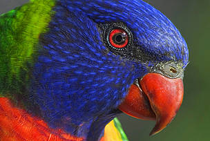 Rainbow lorikeet, Australia. / ©: Leslie Leong Rainbow lorikeet, Australia. / ©: Leslie Leong