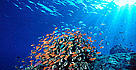 Coral Reefs in the Coral Triangle  / &copy;: WWF Canon 