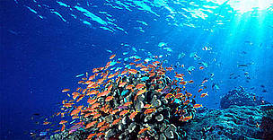 Coral Reefs in the Coral Triangle / ©: WWF Canon Coral Reefs in the Coral Triangle / ©: WWF Canon