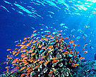 Coral Reefs in the Coral Triangle 