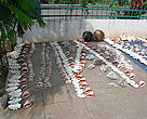 Marine turtle products in a curio market in Maputo City, Mozambique.
