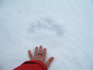 A polar bear's pawprint in the snow relative to a human hand. / ©: Julia Langer / WWF A polar bear's pawprint in the snow relative to a human hand. / ©: Julia Langer / WWF