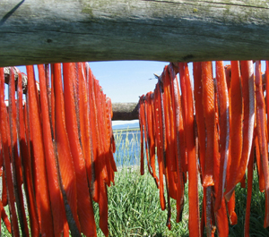 Chinook salmon (<i>Oncorhynchus tshawytscha</i>) drying on rack. / &copy;: Henry Oyoumick