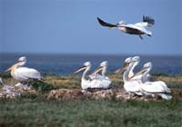 Dalmatian pelicans are one of many migratory species that visits the Yellow Sea region. / ©: WWF-Canon / Michel Gunther / ©: WWF-Canon / Michel Gunther