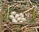 A clutch of eggs belonging to a species of Coot (Fulica atra)- one of the signs that birds are returning to Tataru Islan