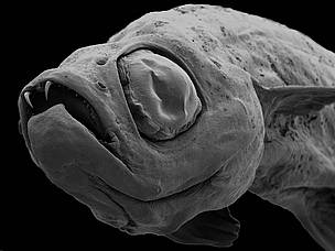 Dracula fish (Danionella Dracula) is one of the 145 species newly described by science in the ... / ©: Natural History Museum, London / ©: Natural History Museum, London