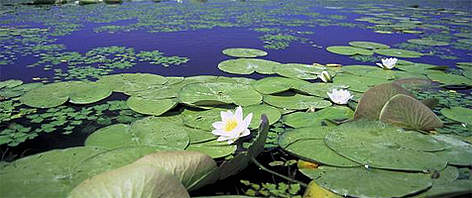 White water lily. Danube River Delta, Ukraine. / ©: WWF-Canon / Anton VORAUER White water lily. Danube River Delta, Ukraine. rel=