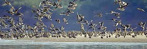 Mallard ducks (Anas platyrhynchos), Danube River on the Romanian/Bulgarian border. / ©: WWF-Canon / Anton VORAUER Mallard ducks (Anas platyrhynchos), Danube River on the Romanian/Bulgarian border. rel=