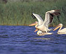 White pelicans (<I>Pelecanus onocrotalus</I>) landing on the Danube Delta.