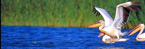 White pelican on the lower Danube / ©: Anton Vorauer, WWF rel=