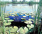 Water lillies on marshes along the Danube River, Ukraine.
