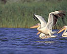 White pelicans, Danube Delta.