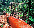 As part of the sustainable harvesting plan only four to five trees per hectare are cut in a given area so that the forest ecosystem remains intact.