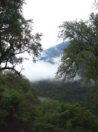 Yunga cloud forest, Argentina / ©: David / ©: David