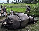 Dead rhino found in Chitwan. 