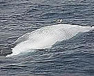 The dead fin whale - Cause of death likely being caught in fishing nets.