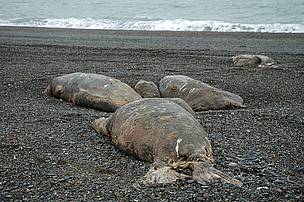 Dead walruses along the beach, west of Ryrkaypiu, Chukotka, Russa. / ©: Tom Arnbom Dead walruses along the beach, west of Ryrkaypiu, Chukotka, Russa. / ©: Tom Arnbom