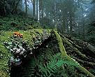 A healthy forest needs deadwood to maintain a long life cycle and a very high diversity of habitats for species.