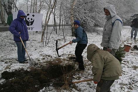 christmas trees planting / &copy;: WWF/Konstantin Ivanov