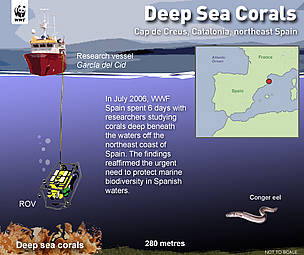 Diagram of the WWF-Spain Deep Coral Project. Click to enlarge. / ©: Nigel Allan / WWF Diagram of the WWF-Spain Deep Coral Project. / ©: Nigel Allan / WWF