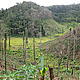 Deforestation © WWF / Manora Leneveu